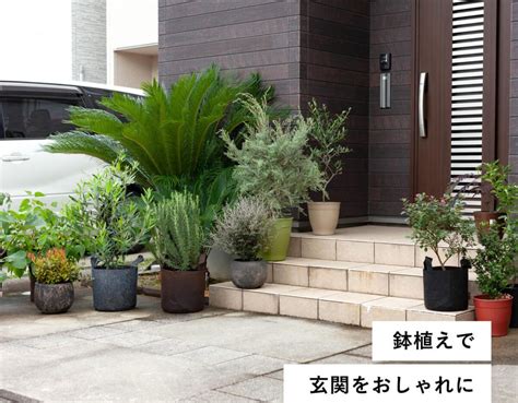 玄関 靴箱の上 観葉植物|玄関に置く観葉植物は何がいい？大きい･小さい･お。